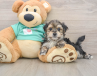 7 week old Morkie Puppy For Sale - Simply Southern Pups