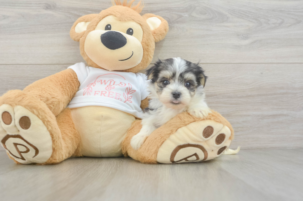 6 week old Morkie Puppy For Sale - Simply Southern Pups