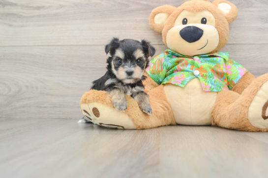 Little Malki Designer Puppy