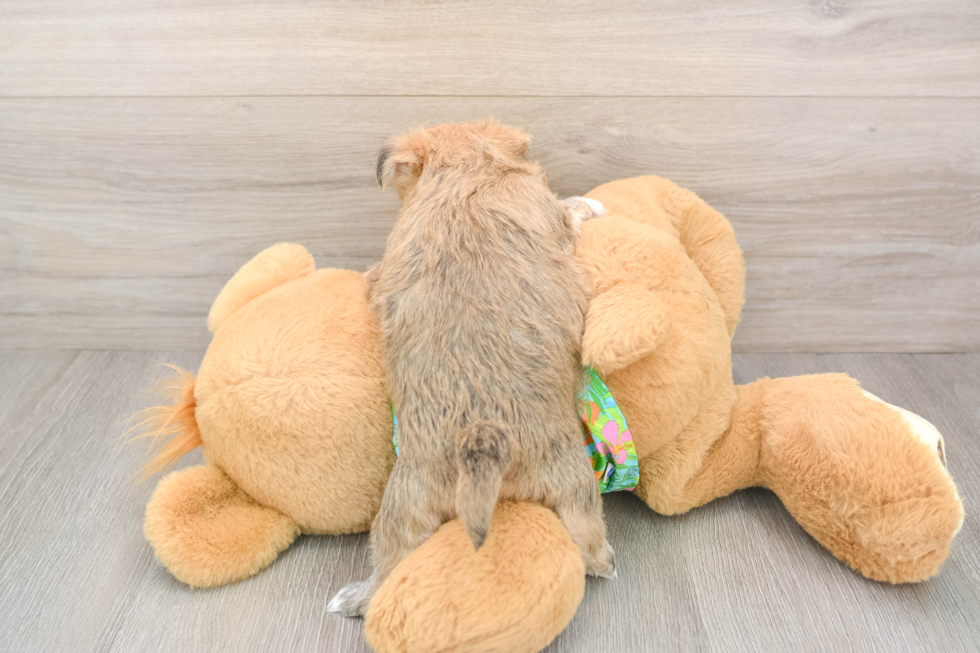 Morkie Puppy for Adoption