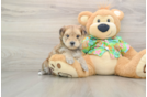 Popular Morkie Designer Pup