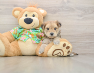 7 week old Morkie Puppy For Sale - Simply Southern Pups