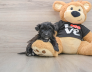 5 week old Morkie Puppy For Sale - Simply Southern Pups