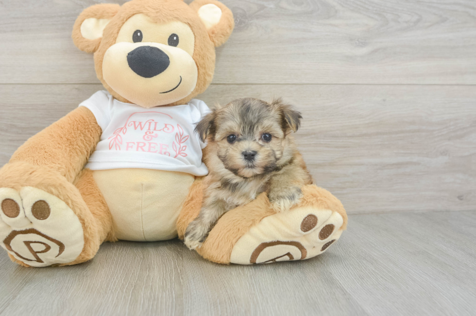 6 week old Morkie Puppy For Sale - Simply Southern Pups