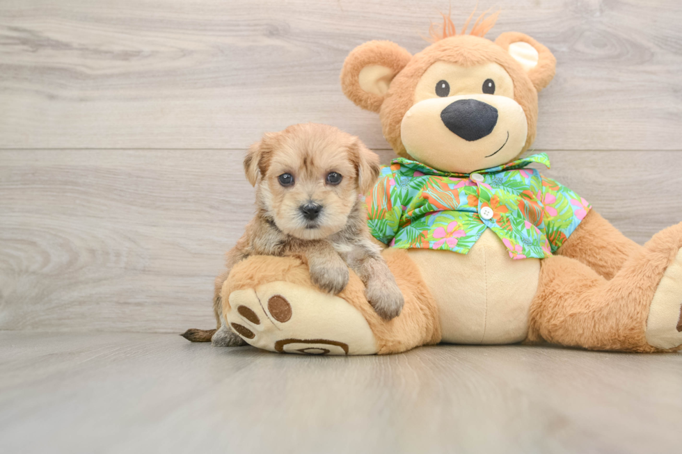 Morkie Puppy for Adoption