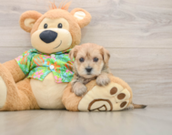 6 week old Morkie Puppy For Sale - Simply Southern Pups