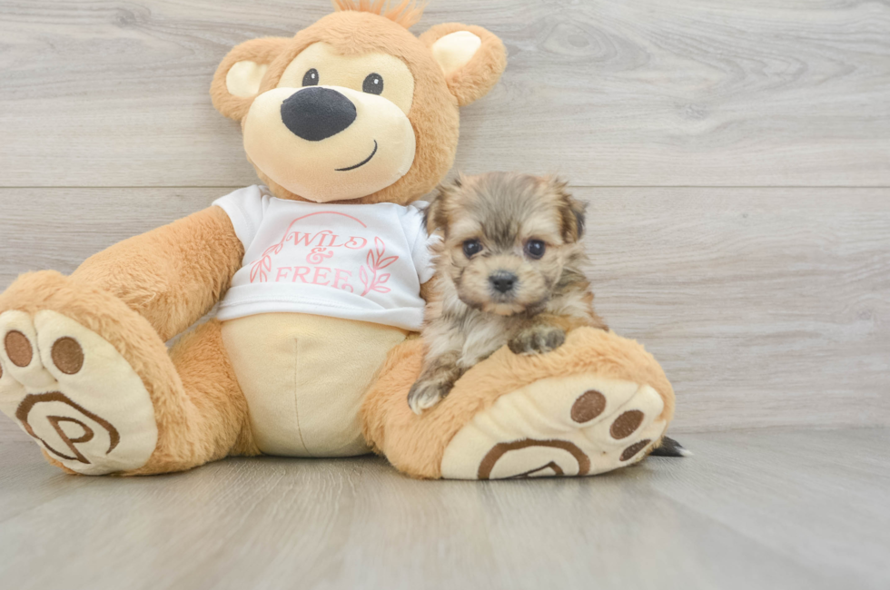 6 week old Morkie Puppy For Sale - Simply Southern Pups