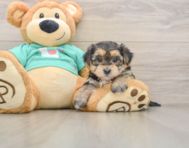 6 week old Morkie Puppy For Sale - Simply Southern Pups