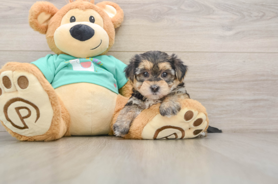 Funny Morkie Designer Pup