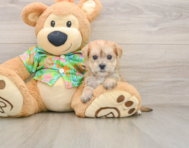 6 week old Morkie Puppy For Sale - Simply Southern Pups