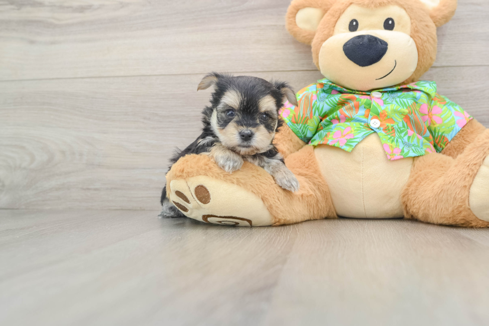 Popular Morkie Designer Pup