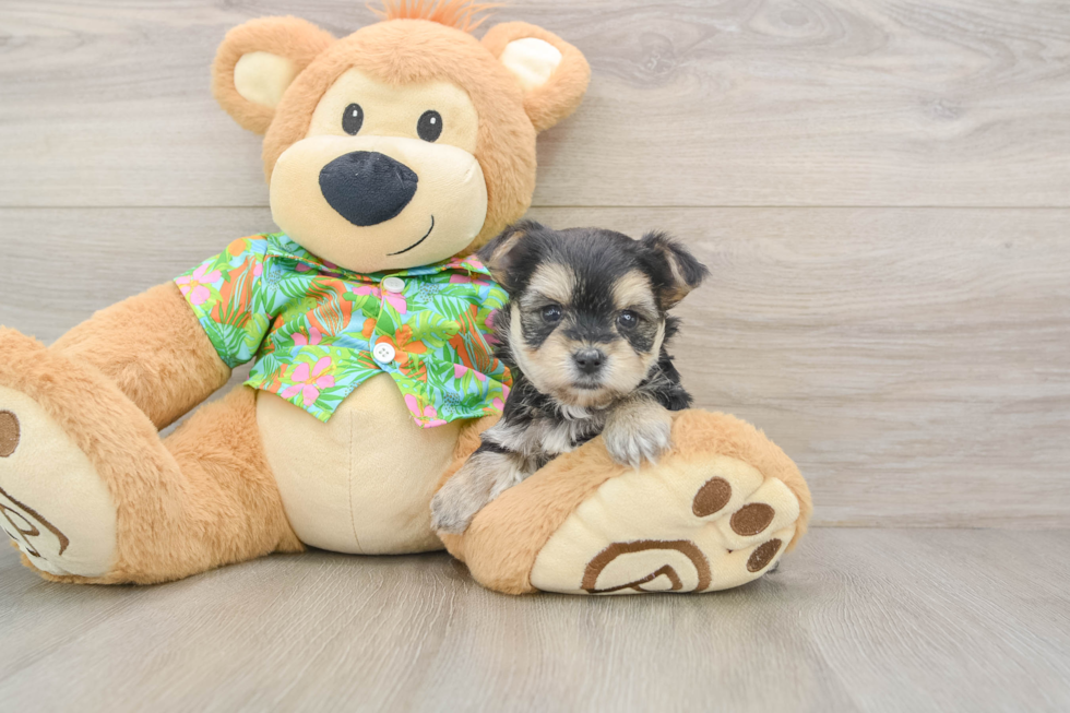 Morkie Puppy for Adoption