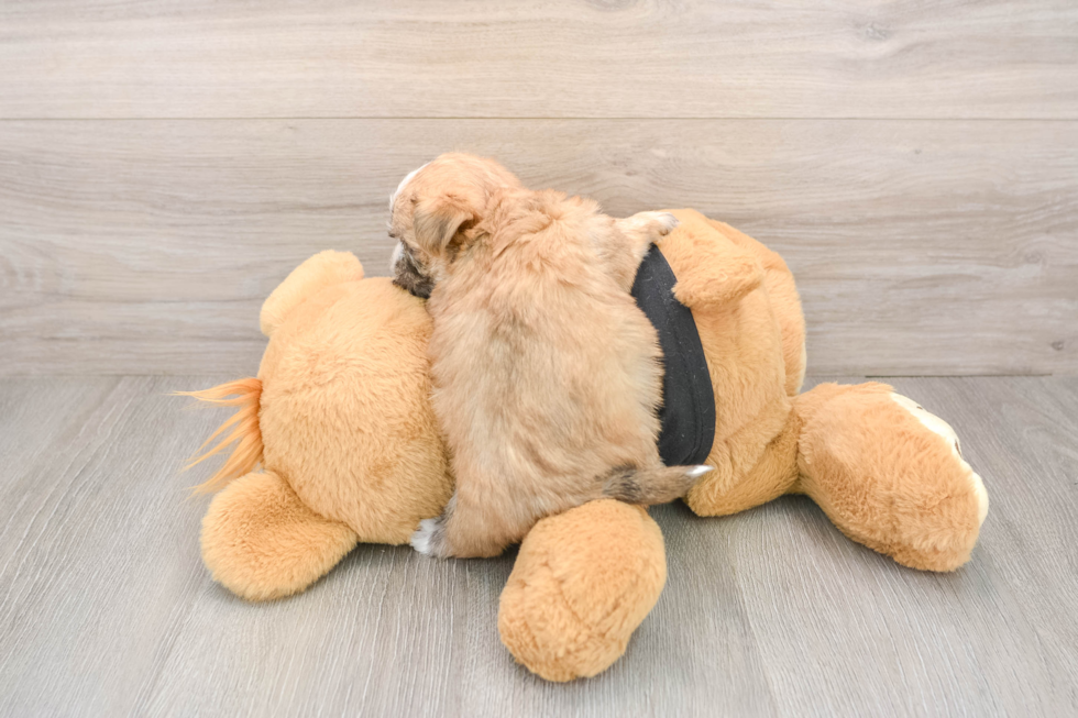 Morkie Pup Being Cute