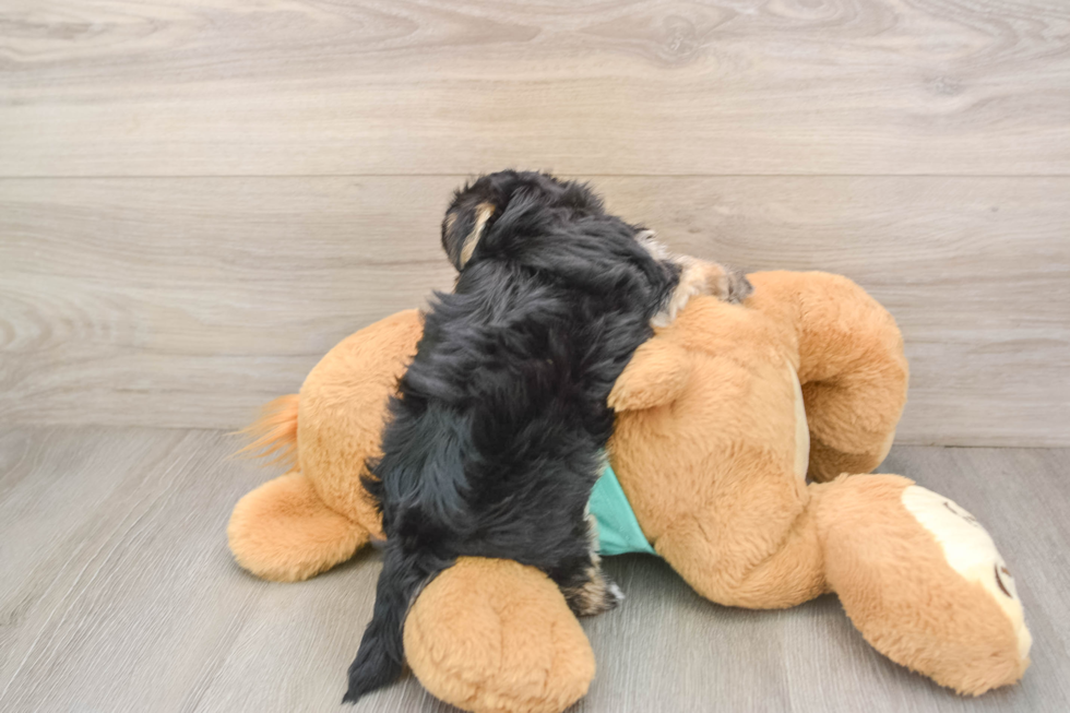 Energetic Maltiyork Designer Puppy