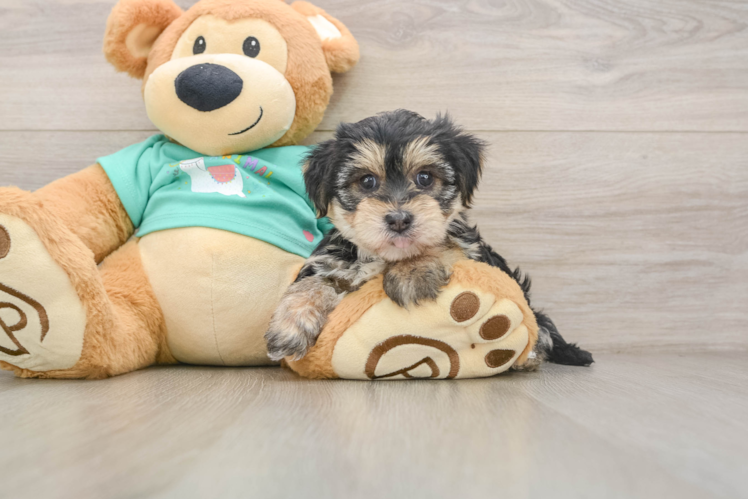 Friendly Morkie Baby