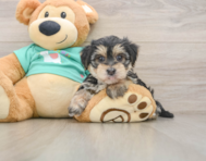 6 week old Morkie Puppy For Sale - Simply Southern Pups