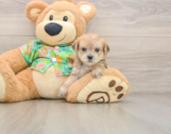 6 week old Morkie Puppy For Sale - Simply Southern Pups