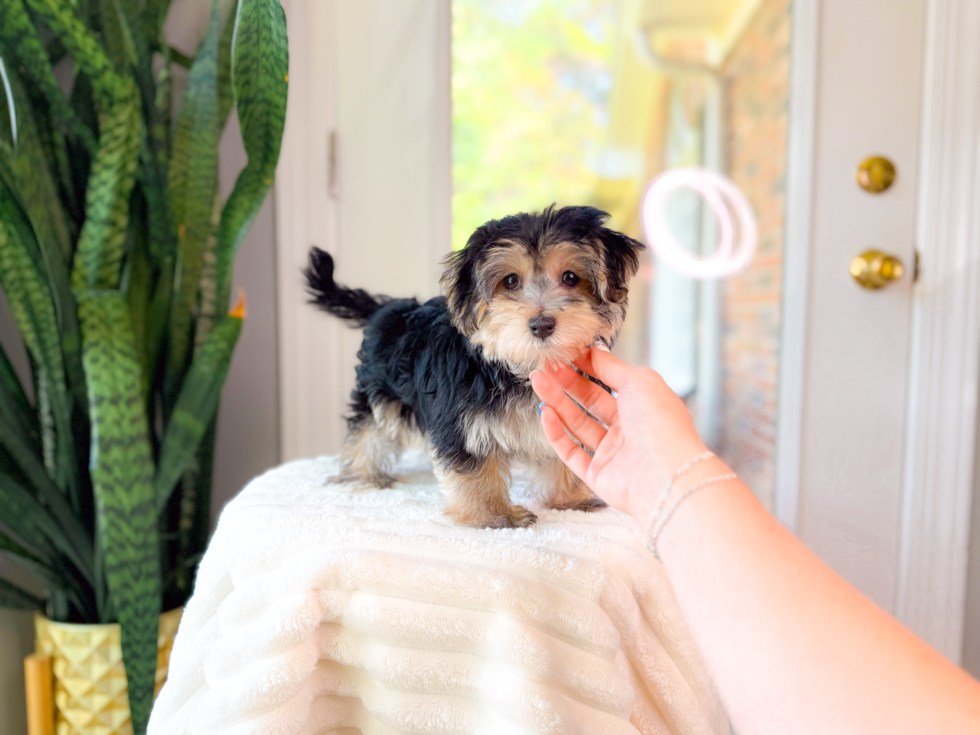 Cute Morkie Designer Pup
