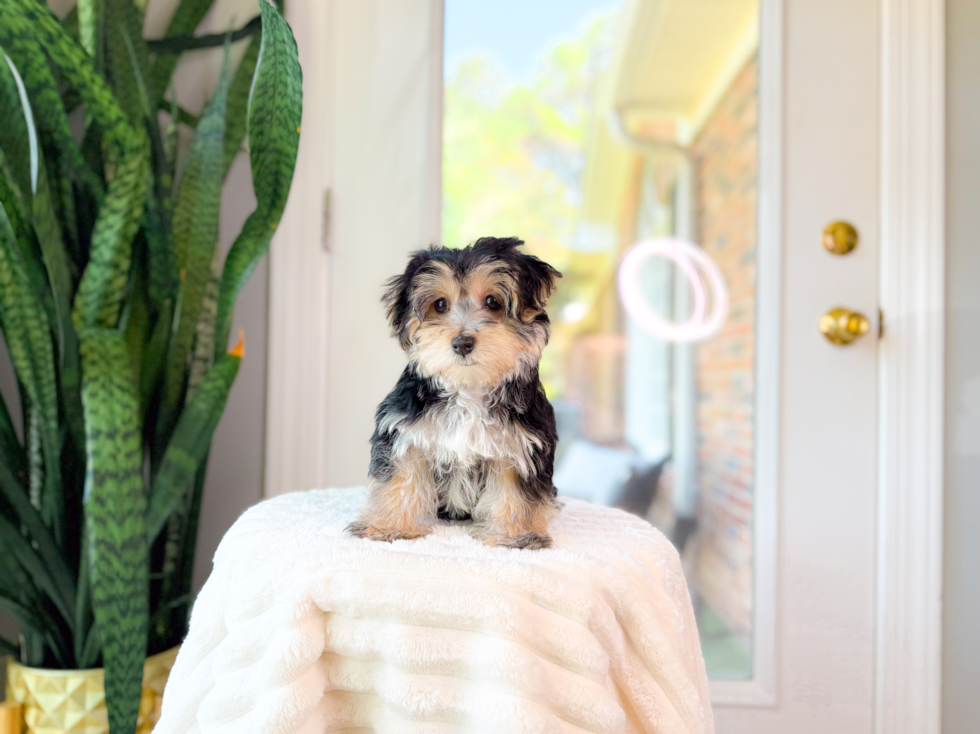 Cute Morkie Designer Pup