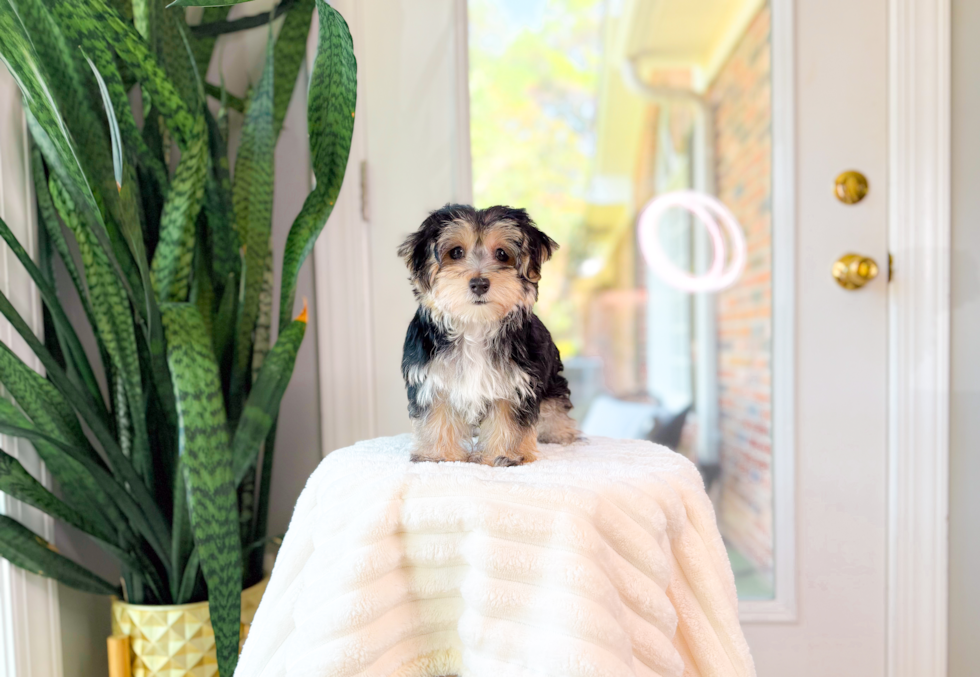 Cute Morkie Baby