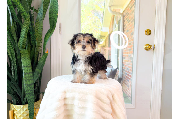 Cute Morkie Baby