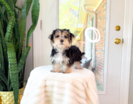 10 week old Morkie Puppy For Sale - Simply Southern Pups
