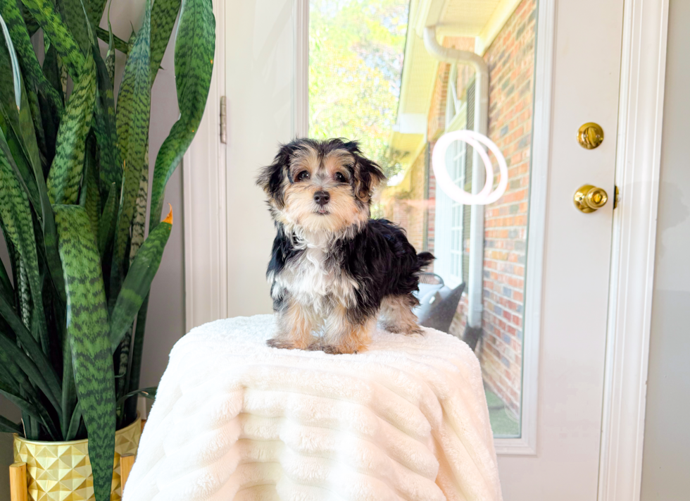 Cute Morkie Baby