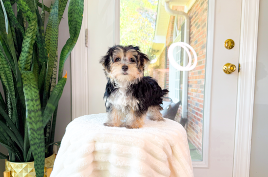 Cute Morkie Baby