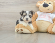 6 week old Morkie Puppy For Sale - Simply Southern Pups