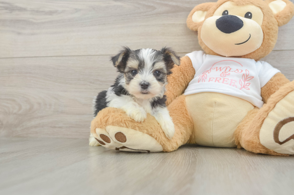 6 week old Morkie Puppy For Sale - Simply Southern Pups