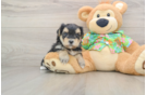Petite Morkie Designer Pup
