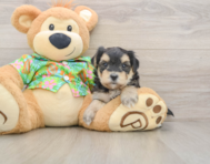 8 week old Morkie Puppy For Sale - Simply Southern Pups