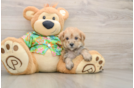 Morkie Pup Being Cute
