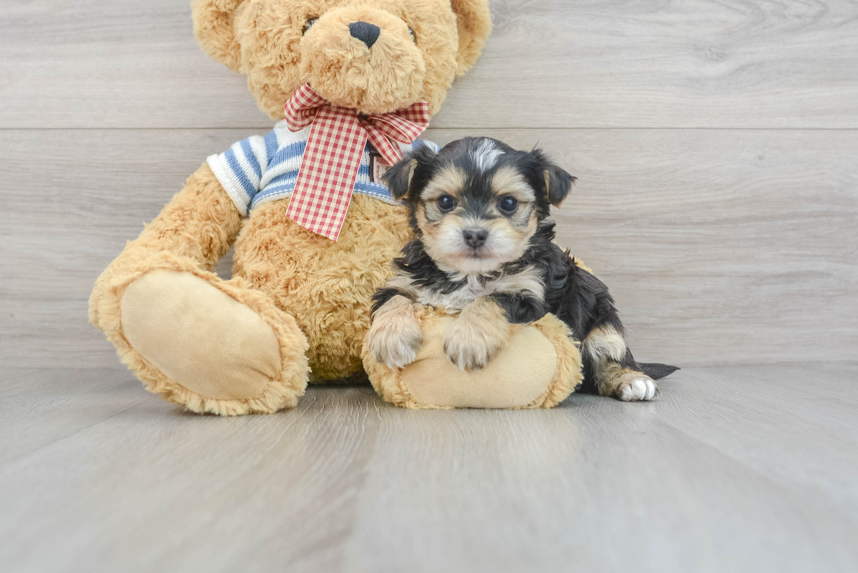 Baby morkie clearance