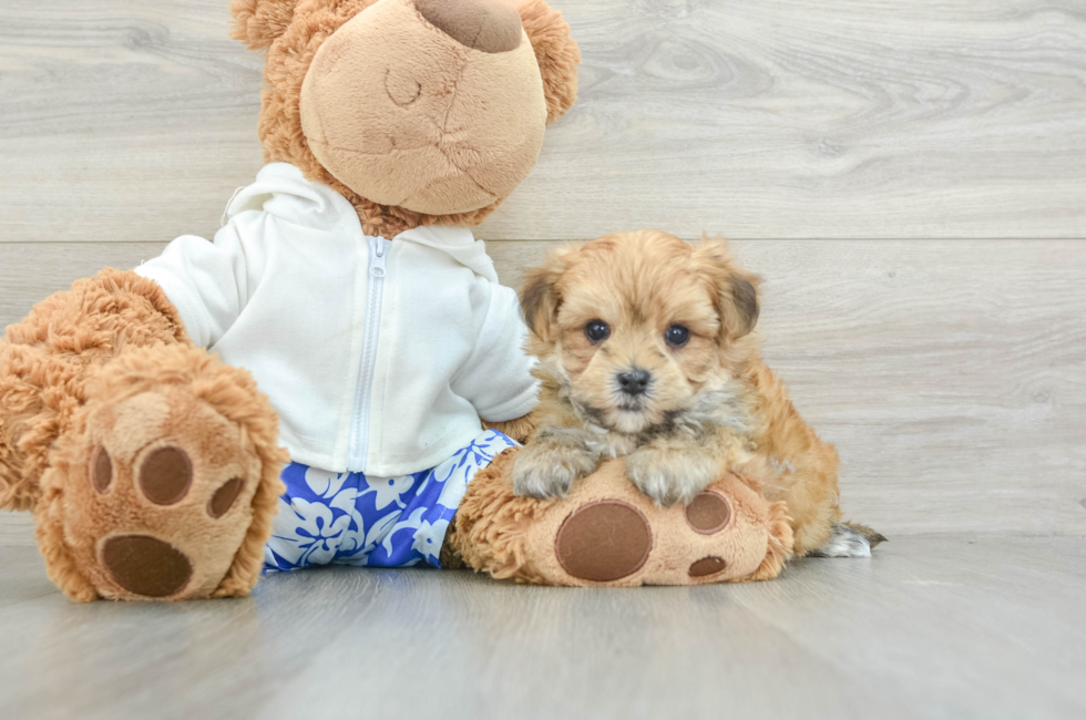 5 week old Morkie Puppy For Sale - Simply Southern Pups