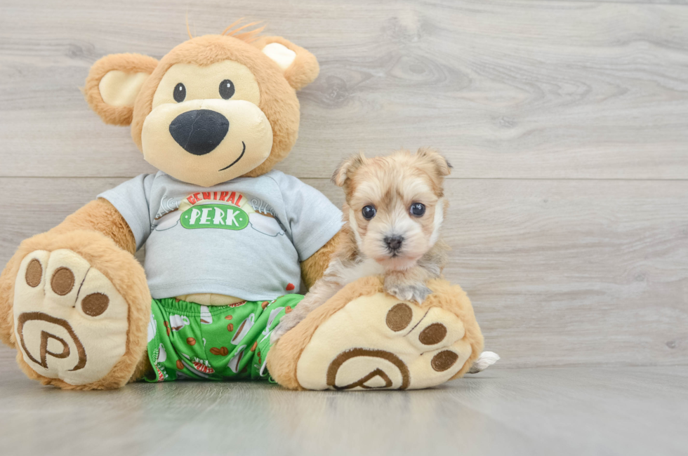 5 week old Morkie Puppy For Sale - Simply Southern Pups