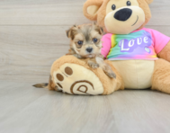 5 week old Morkie Puppy For Sale - Simply Southern Pups