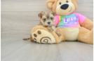 Happy Morkie Baby