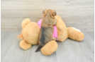 Fluffy Morkie Designer Pup