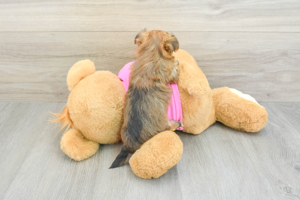 Fluffy Morkie Designer Pup