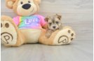 Adorable Maltese Yorkie Mix Designer Puppy
