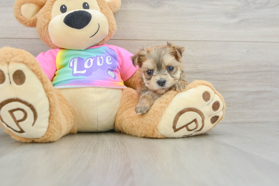 Adorable Maltese Yorkie Mix Designer Puppy
