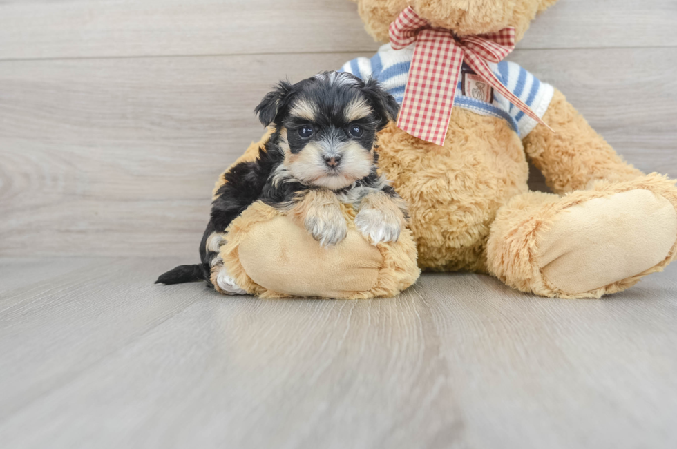 6 week old Morkie Puppy For Sale - Simply Southern Pups