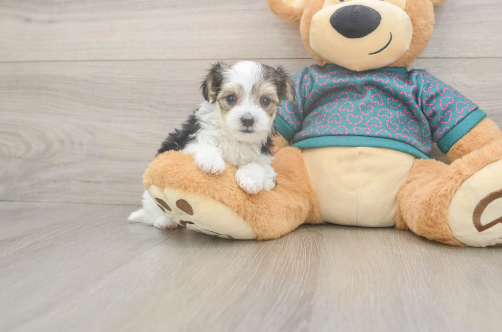 5 week old Morkie Puppy For Sale - Simply Southern Pups