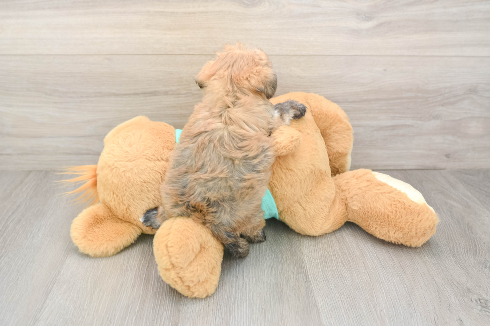 Playful Maltiyork Designer Puppy