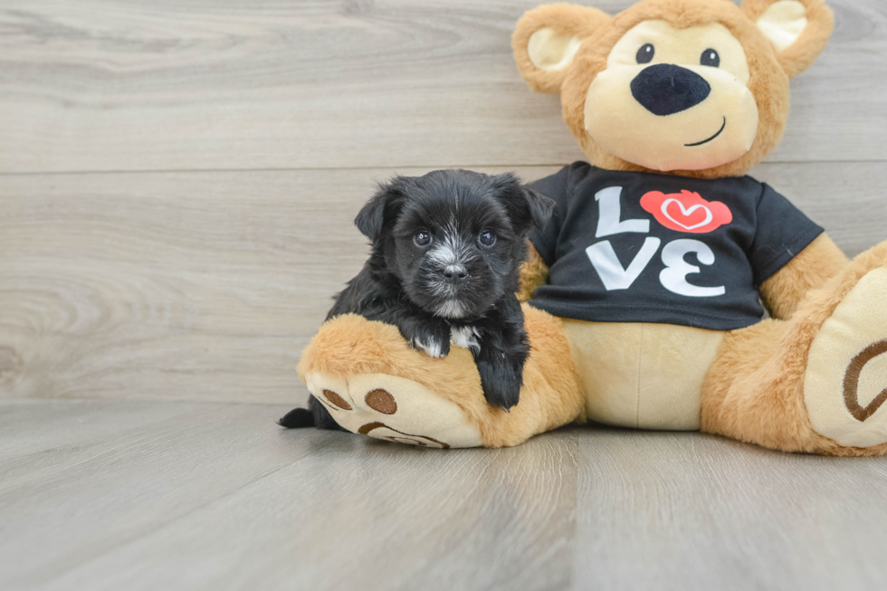 Happy Morkie Baby