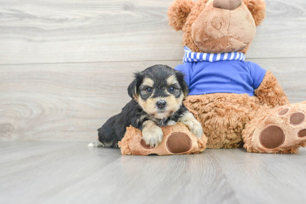 Morkie Puppy for Adoption