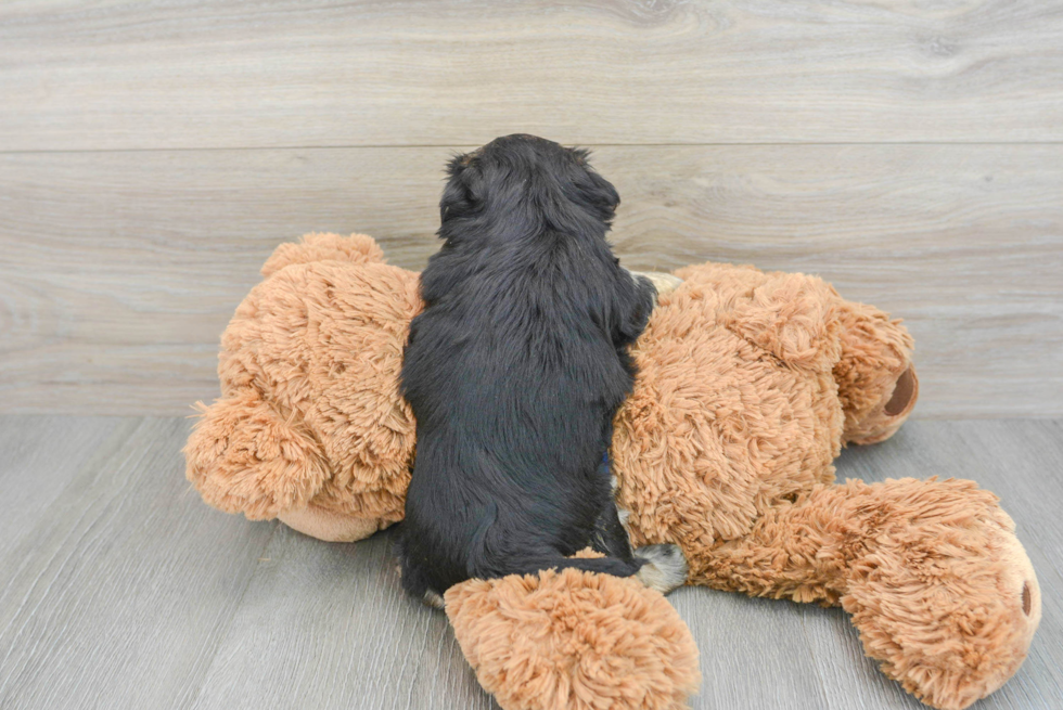 Morkie Puppy for Adoption