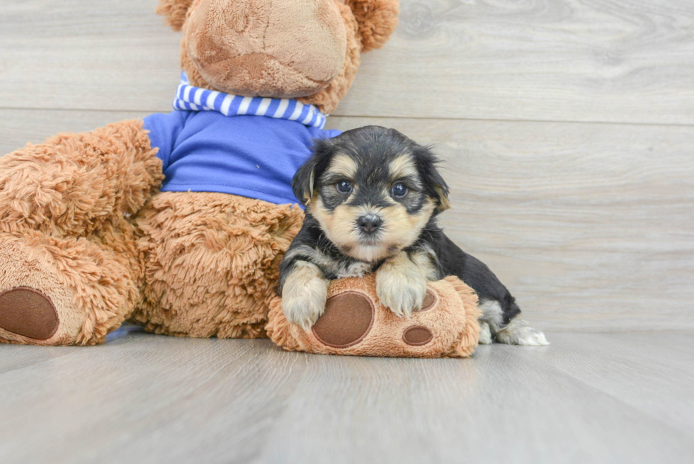 Morkie Pup Being Cute