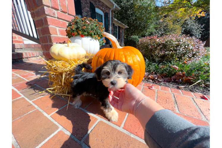 Morkie Puppy for Adoption